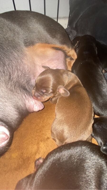 Dachshund puppies for sale in Bristol, Bristol – 3 weeks old - Image 2 of 9