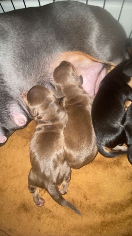 Dachshund puppies for sale in Bristol, Bristol – 3 weeks old - Image 3 of 9