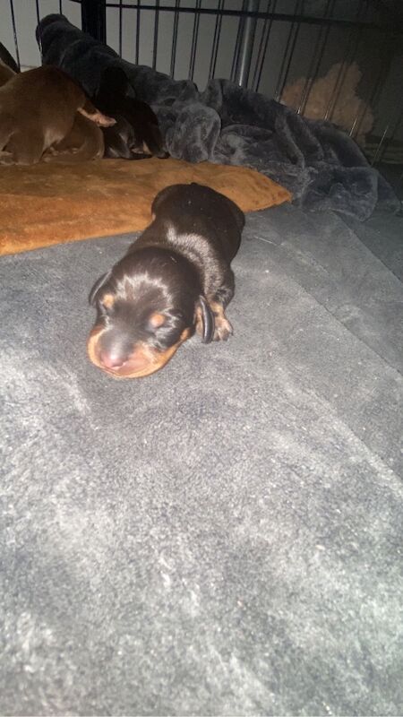 Dachshund puppies for sale in Bristol, Bristol – 3 weeks old - Image 4 of 9