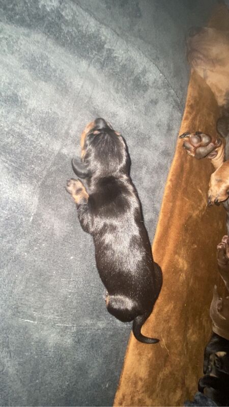 Dachshund puppies for sale in Bristol, Bristol – 3 weeks old - Image 5 of 9