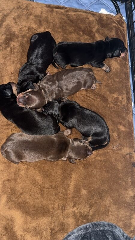 Dachshund puppies for sale in Bristol, Bristol – 3 weeks old - Image 6 of 9