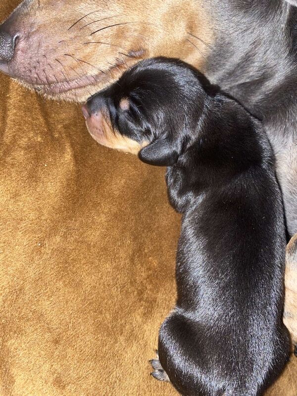 Dachshund puppies for sale in Bristol, Bristol – 3 weeks old - Image 7 of 9