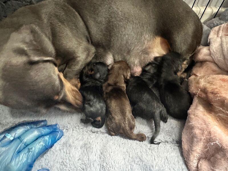 Dachshund puppies for sale in Bristol, Bristol – 3 weeks old - Image 8 of 9