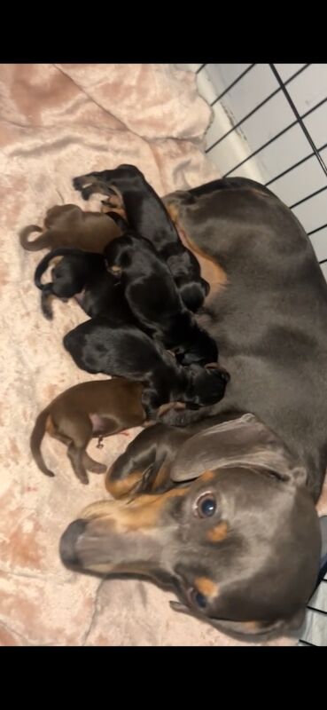 Dachshund puppies for sale in Bristol, Bristol – 3 weeks old - Image 9 of 9