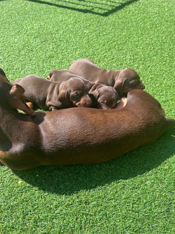 Miniature Dachshund puppies for sale in Stockport, Greater Manchester