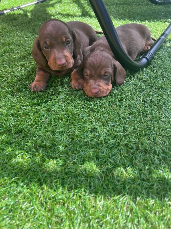 Miniature Dachshund puppies for sale in Stockport, Greater Manchester | Image 2