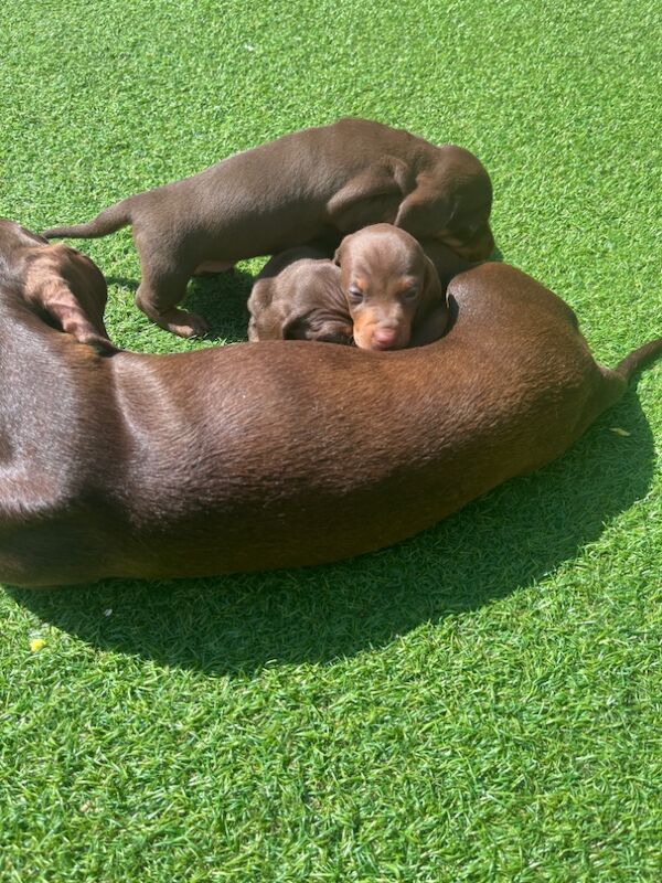 Miniature Dachshund puppies for sale in Stockport, Greater Manchester | Image 3