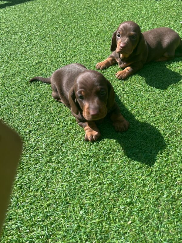 Miniature Dachshund puppies for sale in Stockport, Greater Manchester | Image 4