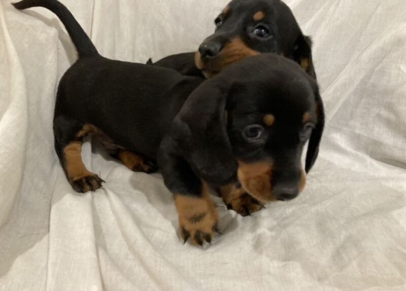 Miniature dachshund puppies for sale in Enfield, Greater London
