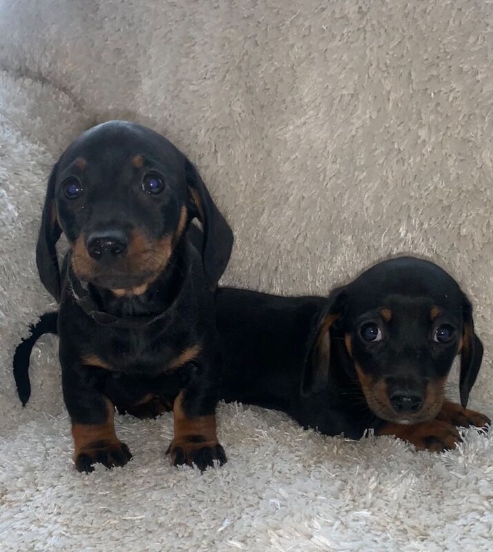 Miniature dachshund puppies for sale in Enfield, Greater London | Image 2
