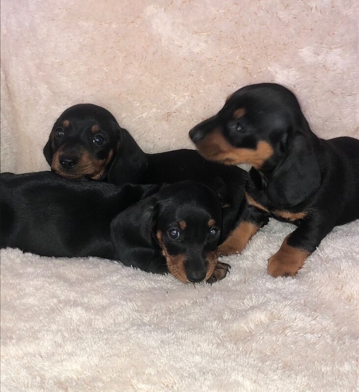 Miniature dachshund puppies for sale in Enfield, Greater London | Image 3