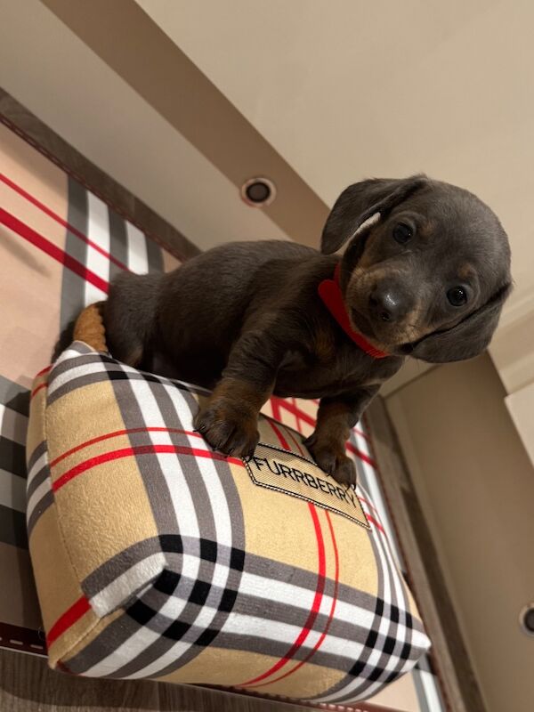 Dapple Dachshund puppies for sale in Worcester, Worcestershire – 6 weeks old