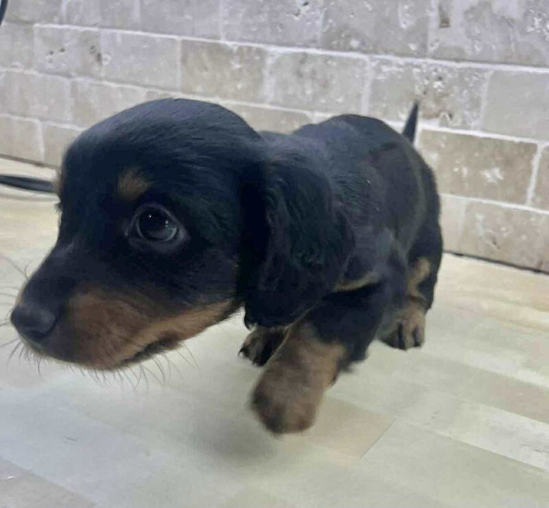 Dachshund puppies for sale in Hinckley, Leicestershire – 7 weeks old