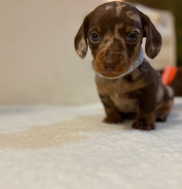 Dachshund puppies for sale in Wakefield, West Yorkshire – KC registered, 5 weeks old - Image 3 of 15