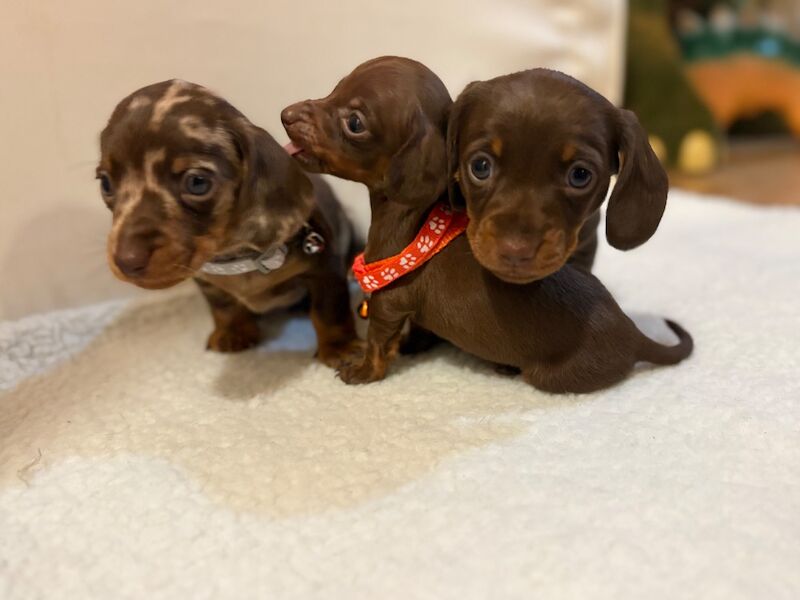 Dachshund puppies for sale in Wakefield, West Yorkshire – KC registered, 5 weeks old - Image 5 of 15