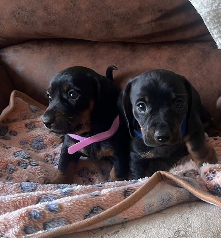 Miniature Dachshund Puppies 2 Beautiful pups left! for sale in Enfield, Greater London
