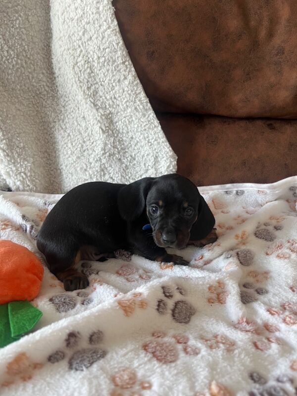 Miniature Dachshund Puppies 2 Beautiful pups left! for sale in Enfield, Greater London | Image 4