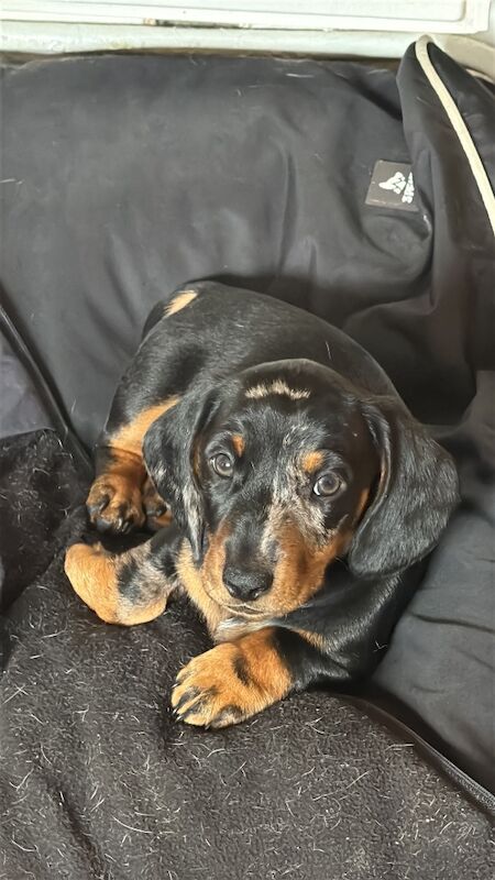 Miniature dachshund puppies 2 boys left, PRA clear for sale in Dorset