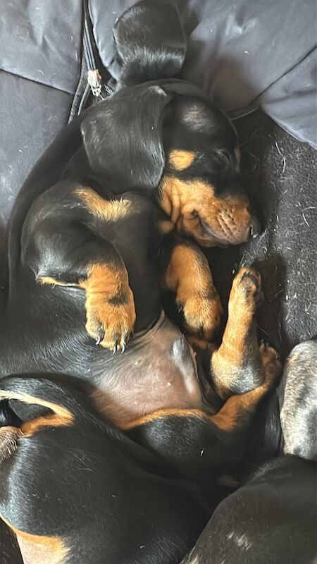 Miniature dachshund puppies 2 boys left, PRA clear for sale in Dorset | Image 2
