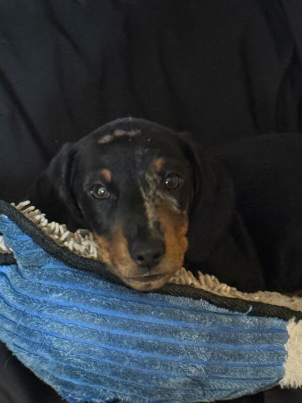 Miniature dachshund puppies 2 boys left, PRA clear for sale in Dorset | Image 3