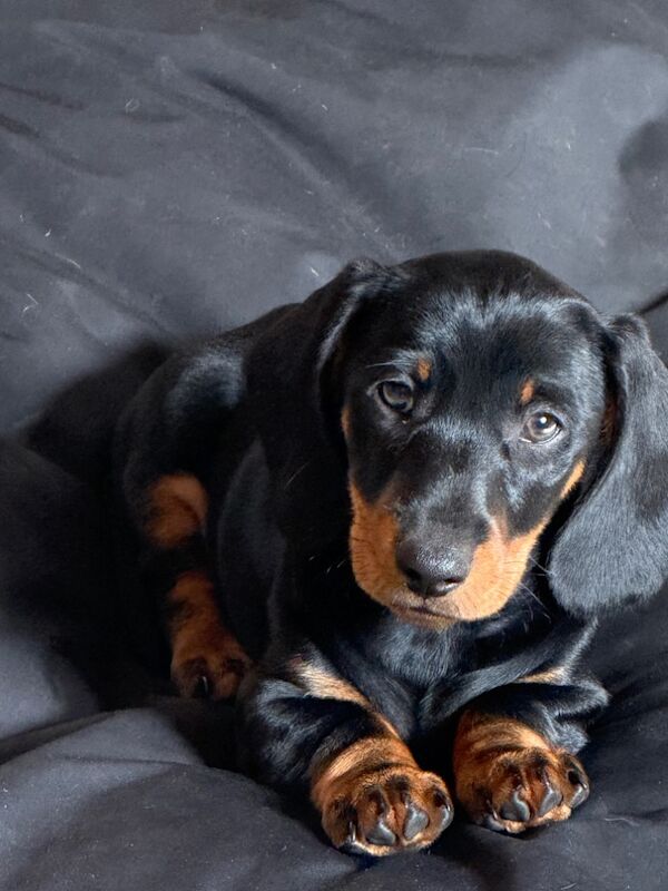 Miniature dachshund puppies 2 boys left, PRA clear for sale in Dorset | Image 4