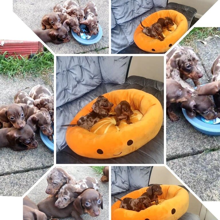 Miniature dachshund puppies 3 female for sale in Huddersfield, West Yorkshire
