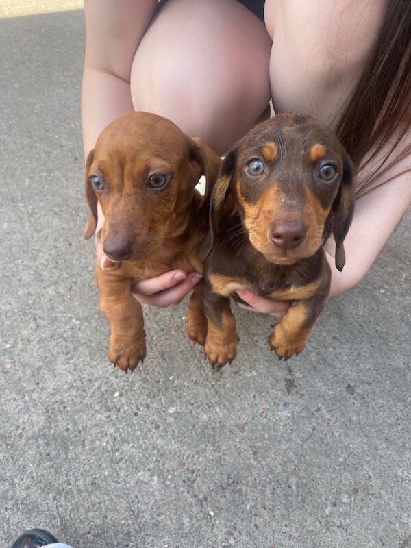 Miniature dachshund puppies for sale in Pinvin, Worcestershire