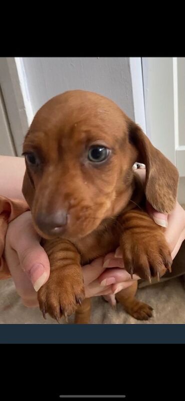 Miniature dachshund puppies for sale in Pinvin, Worcestershire | Image 2