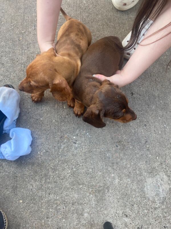 Miniature dachshund puppies for sale in Pinvin, Worcestershire | Image 3