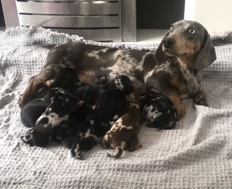 Miniature dachshund puppies for sale in Oakwood, Enfield, Greater London