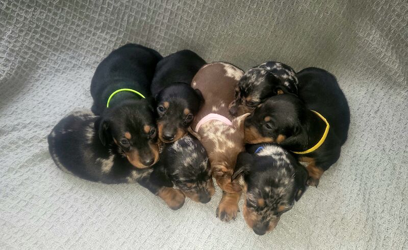 Miniature dachshund puppies ready now for sale in Oakwood, Enfield, Greater London | Image 4