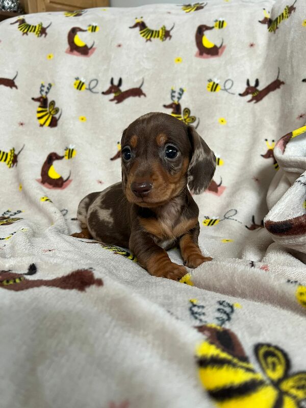 Dachshund Dogs And Puppies For Sale In North East