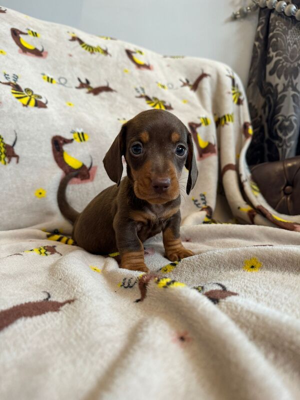 Miniature Dachshund Puppies for sale in Stokesley, North Yorkshire