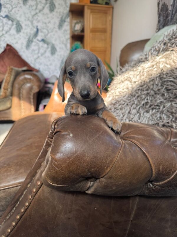 Miniature Dachshund Puppies for sale in Stokesley, North Yorkshire