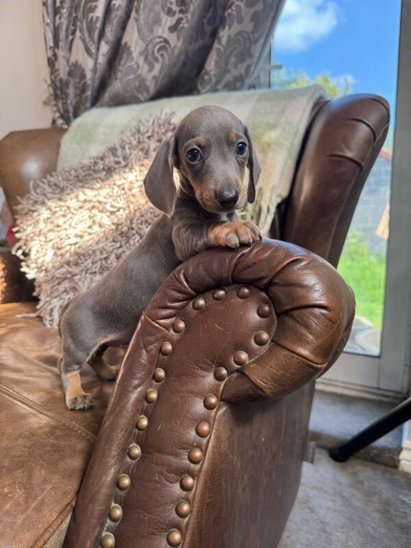 Miniature Dachshund Puppies for sale in Stokesley, North Yorkshire | Image 2