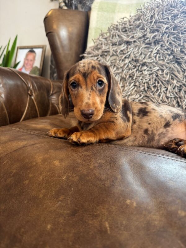 Miniature Dachshund Puppies for sale in Stokesley, North Yorkshire | Image 3