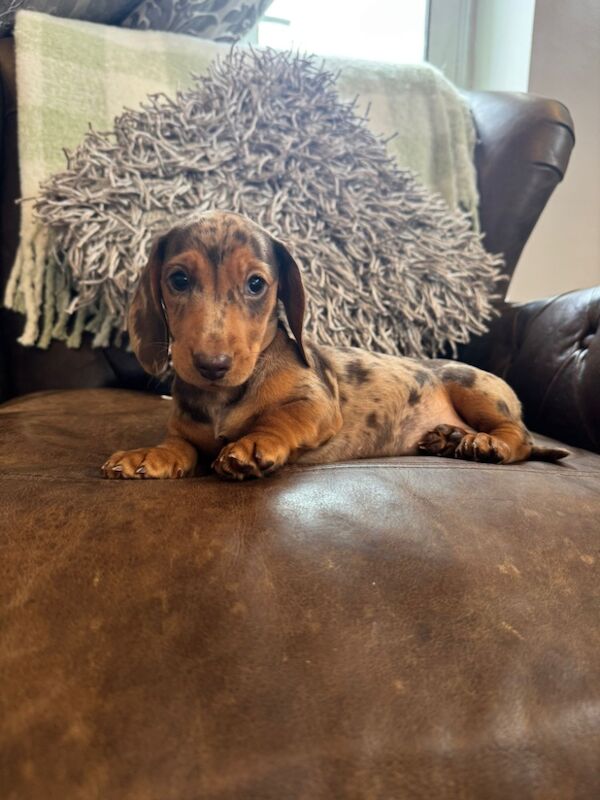 Miniature Dachshund Puppies for sale in Stokesley, North Yorkshire | Image 4