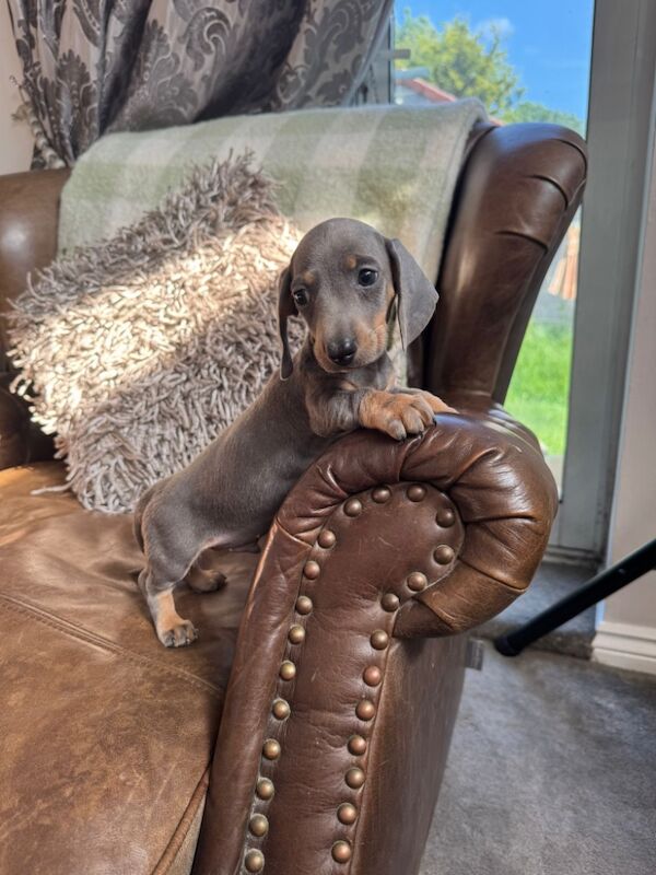 Dachshund puppies for sale in Stokesley, North Yorkshire – 3 months old - Image 5 of 10