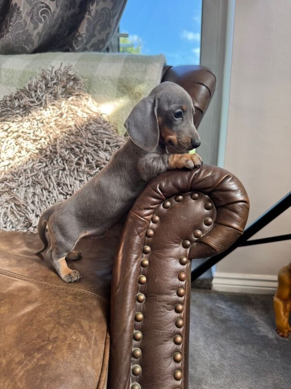 Dachshund puppies for sale in Stokesley, North Yorkshire – 3 months old - Image 6 of 10