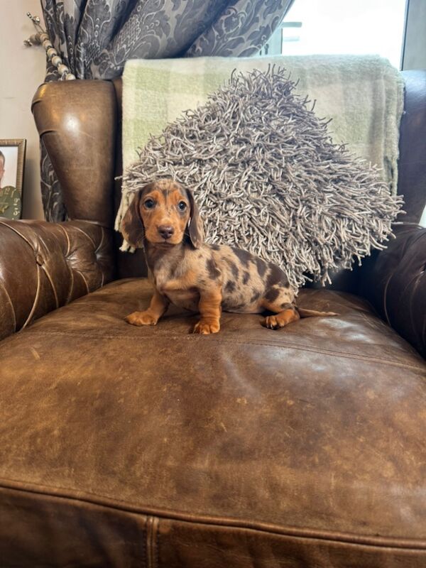 Dachshund puppies for sale in Stokesley, North Yorkshire – 3 months old - Image 7 of 10