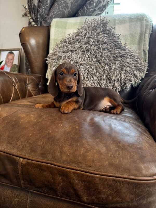 Dachshund puppies for sale in Stokesley, North Yorkshire – 3 months old - Image 8 of 10