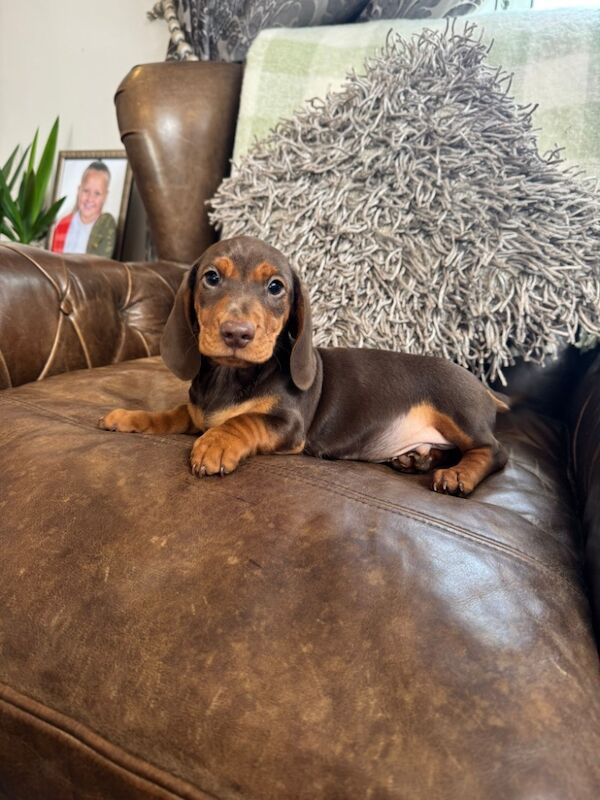 Dachshund puppies for sale in Stokesley, North Yorkshire – 3 months old - Image 9 of 10