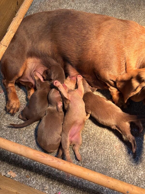 Dachshund puppies for sale in Stokesley, North Yorkshire – 3 months old - Image 10 of 10