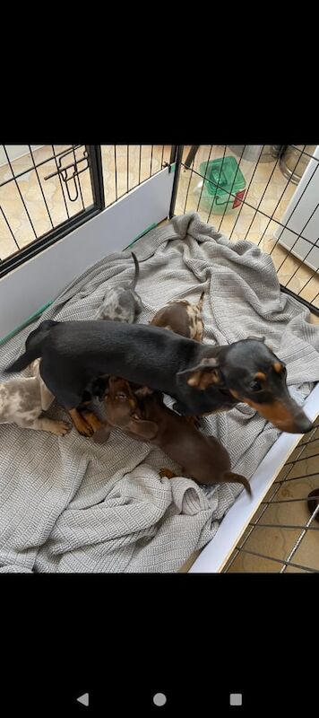 Miniature dachshund puppies for sale in Aberdeen, City of Aberdeen
