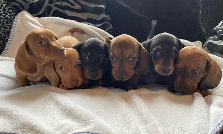 Miniature dachshund puppies for sale in Lurgan, County Armagh
