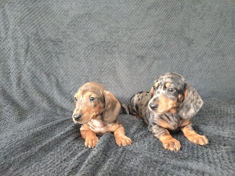 Miniature dachshund puppies