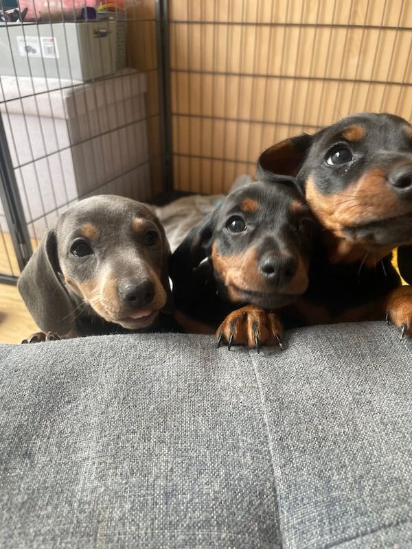 Miniature Dachshund Puppies for sale in Carnoustie, Angus