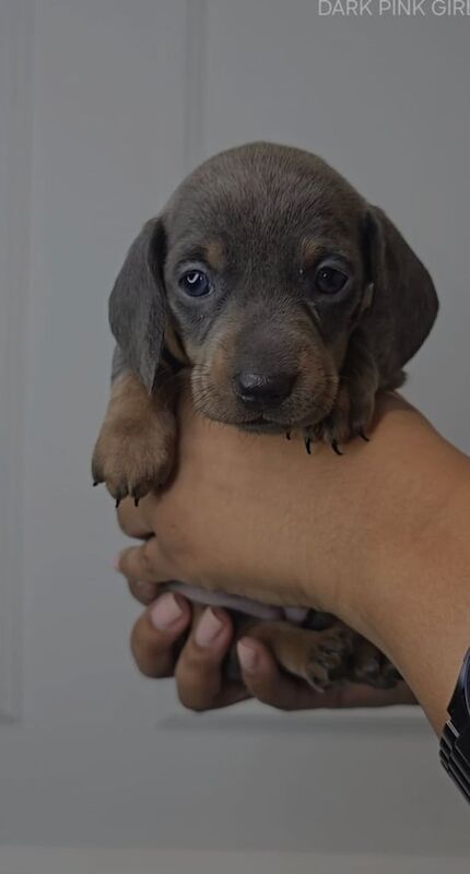 Miniature Dachshund puppies for sale in Childwall, Merseyside