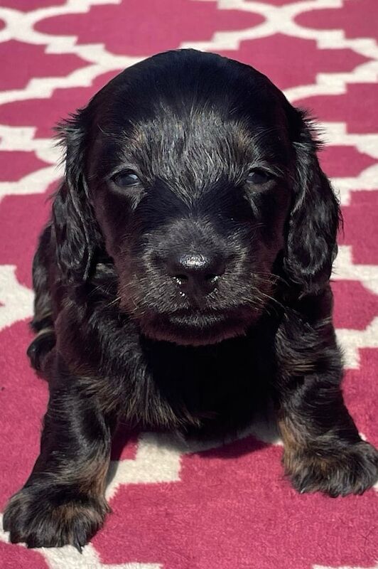 Miniature Dachshund Puppies for sale in Perth, Perth and Kinross