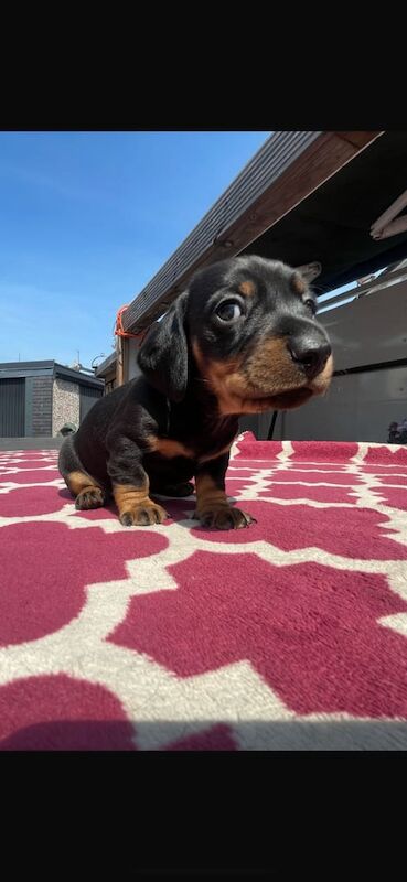Miniature Dachshund Puppies for sale in Perth, Perth and Kinross - Image 3